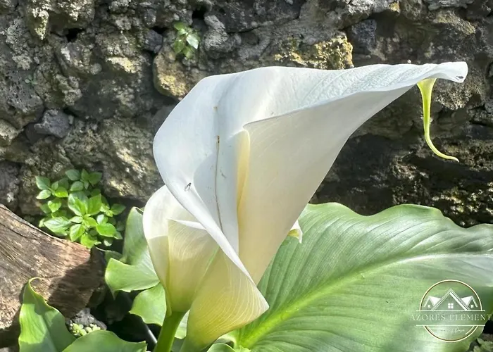 וילה Azores Element