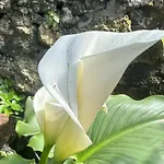 Villa Azores Element