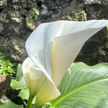 빌라 Azores Element